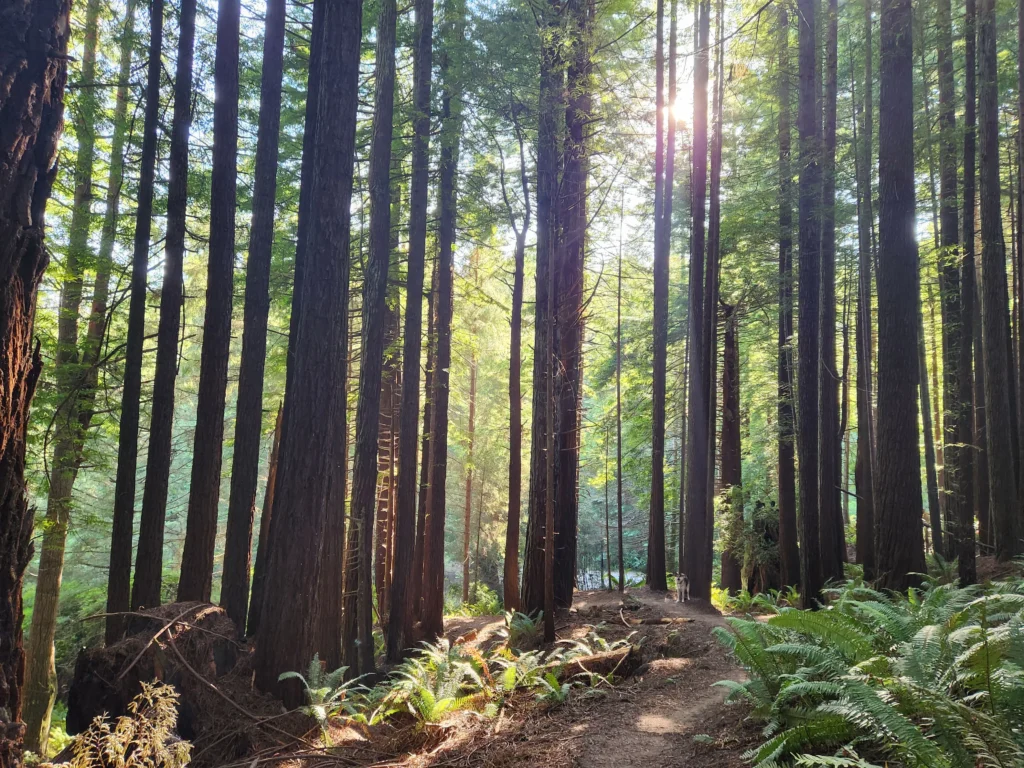 amenity, Rent cabins in California, scaled, rent, rv, Things to Do in Eureka