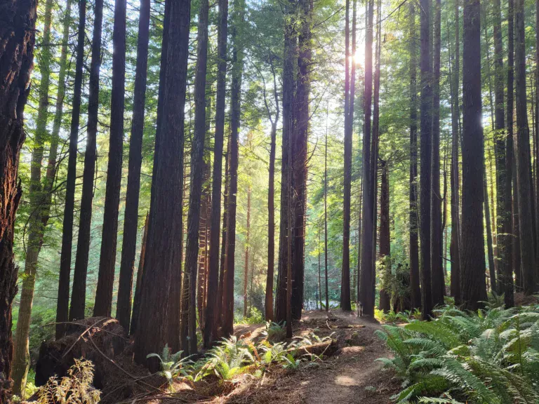 amenity, Rent cabins in California, scaled, rent, rv, Things to Do in Eureka